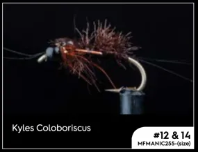 Manic Kyles Coloboriscus #14